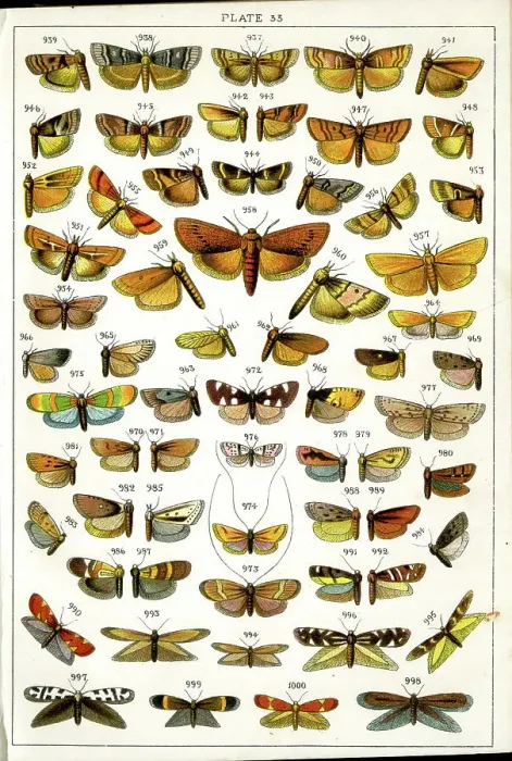 Framed Print : Butterflies and Moths, Plate 33, Phycitae, Tineae Framed Print : Butterflies and Moths, Plate 33, Phycitae, Tineae