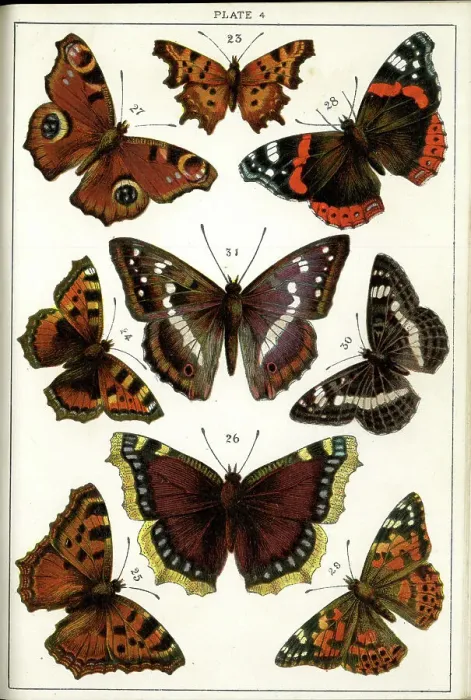 Framed Print : Butterflies and Moths, Plate 4, Papiliones, Nymphalidae Framed Print : Butterflies and Moths, Plate 4, Papiliones, Nymphalidae