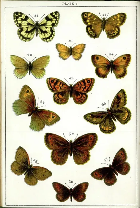 Framed Print : Butterflies and Moths, Plate 5, Papiliones, Nymphalidae Framed Print : Butterflies and Moths, Plate 5, Papiliones, Nymphalidae