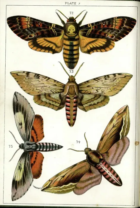 Framed Print : Butterflies and Moths, Plate 7, Sphinges, Sphingidae Framed Print : Butterflies and Moths, Plate 7, Sphinges, Sphingidae