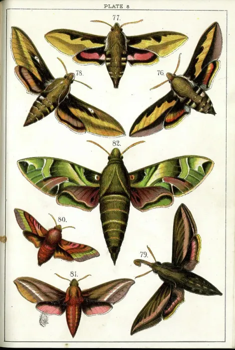 Framed Print : Butterflies and Moths, Plate 8, Sphinges, Sphingidae Framed Print : Butterflies and Moths, Plate 8, Sphinges, Sphingidae
