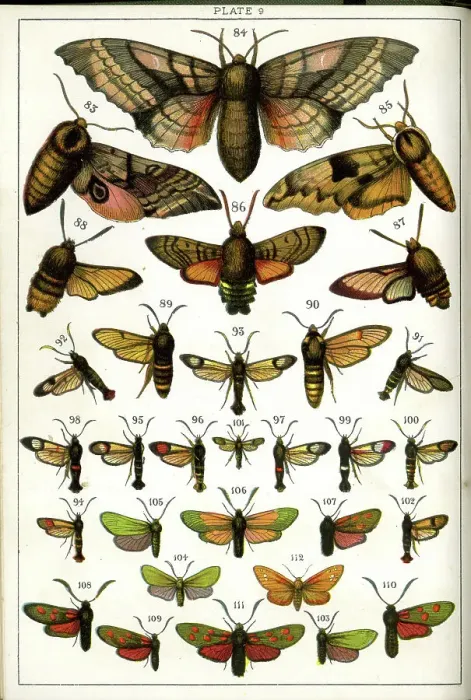 Framed Print : Butterflies and Moths, Plate 9, Sphinges, Sphingidae, etc Framed Print : Butterflies and Moths, Plate 9, Sphinges, Sphingidae, etc