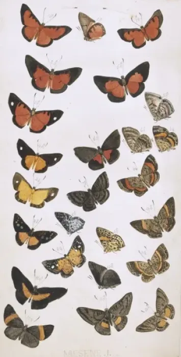 Framed Print : Butterflies painted by H. W. Bates Framed Print : Butterflies painted by H. W. Bates