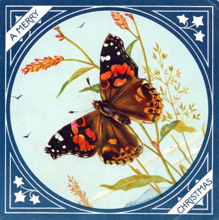 Framed Print : Butterfly on a Christmas card Framed Print : Butterfly on a Christmas card
