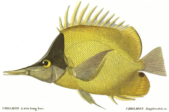 Framed Print : Butterfly Fish Date: 1849 Framed Print : Butterfly Fish Date: 1849