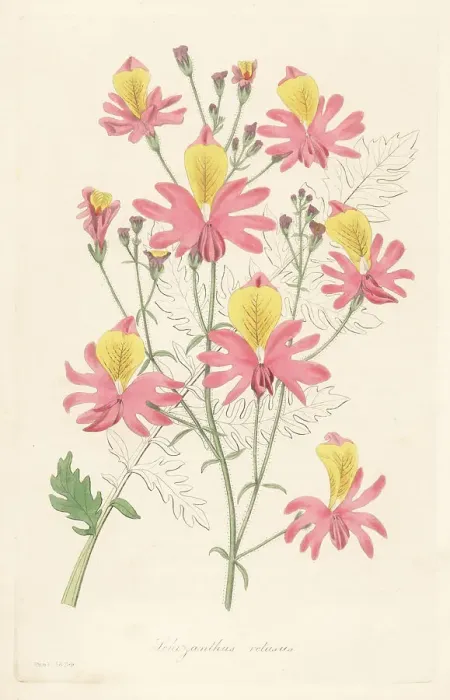 Framed Print : Butterfly flower, Schizanthus grahamii Framed Print : Butterfly flower, Schizanthus grahamii