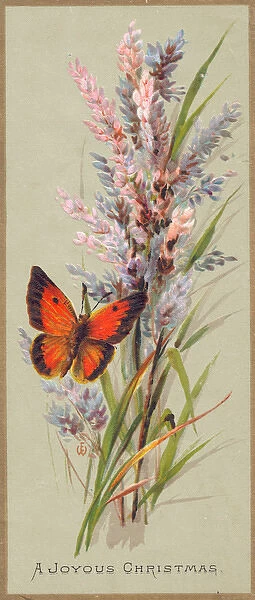 Butterfly and flowers on a Christmas card