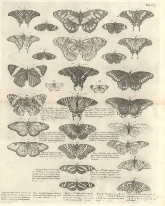 Framed Print : Butterfly illustration Framed Print : Butterfly illustration