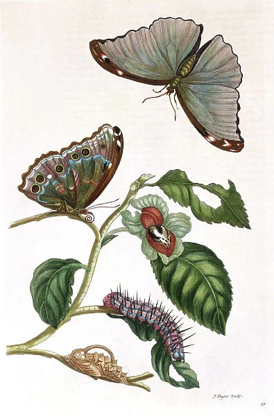 Butterfly illustration by Maria Sibylla Merian (1647-1717) (Photos ...