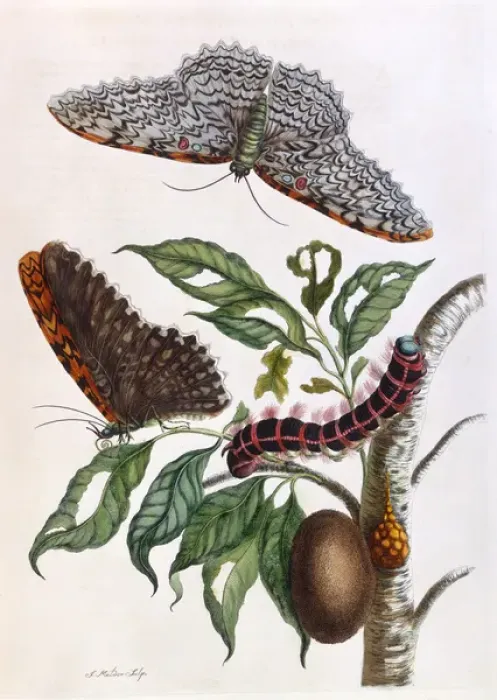Framed Print : Butterfly illustration by Maria Sibylla Merian Framed Print : Butterfly illustration by Maria Sibylla Merian