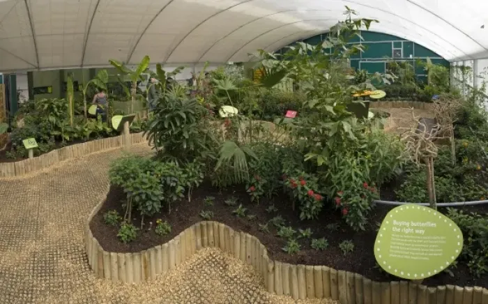 Framed Print : Butterfly Jungle 2009 Framed Print : Butterfly Jungle 2009