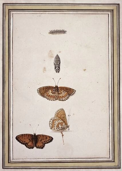 Butterfly lifecycle
