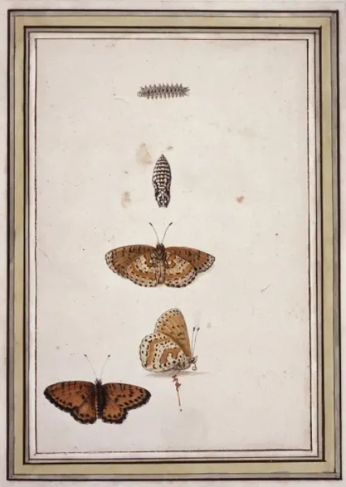 Framed Print : Butterfly lifecycle Framed Print : Butterfly lifecycle