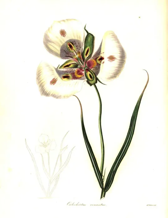 Framed Print : Butterfly mariposa lily or craceful calochortus Framed Print : Butterfly mariposa lily or craceful calochortus