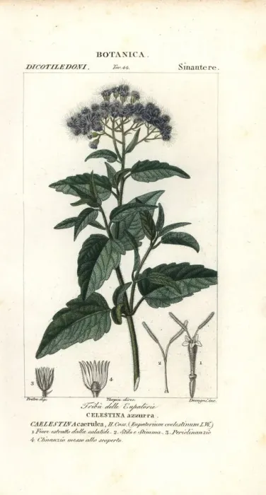 Framed Print : Butterfly mist, Ageratum corymbosum Framed Print : Butterfly mist, Ageratum corymbosum