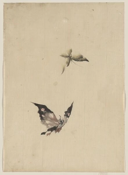 Butterfly and moth