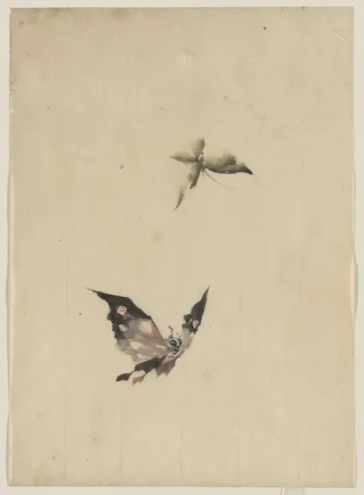 Framed Print : Butterfly and moth Framed Print : Butterfly and moth