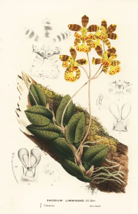 Framed Print : Butterfly orchid, Psychopsis limminghei Framed Print : Butterfly orchid, Psychopsis limminghei