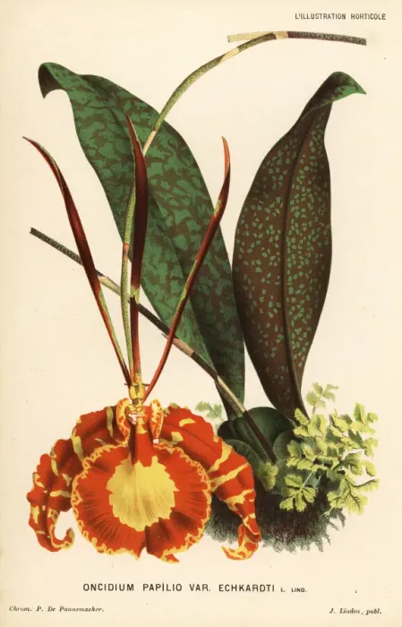 Framed Print : Butterfly orchid, Psychopsis papilio Framed Print : Butterfly orchid, Psychopsis papilio