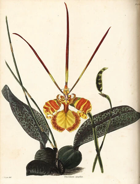 Butterfly orchid, Psychopsis papilio
