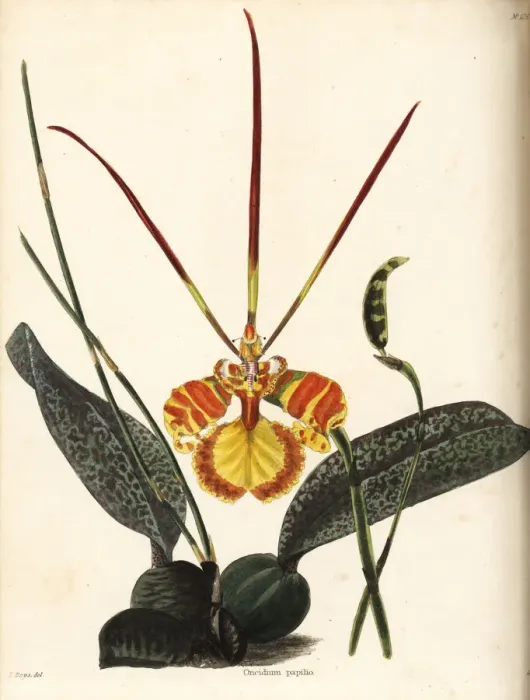 Framed Print : Butterfly orchid, Psychopsis papilio Framed Print : Butterfly orchid, Psychopsis papilio