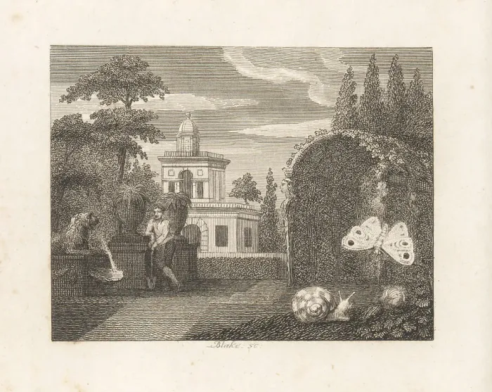 Framed Print : The Butterfly and the Snail Framed Print : The Butterfly and the Snail