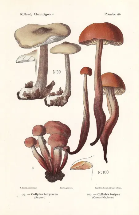 Framed Print : Buttery collybia and spindleshank mushroom Framed Print : Buttery collybia and spindleshank mushroom