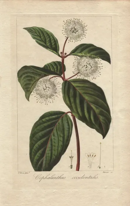 Framed Print : Buttonbush, Cephalanthus occidentalis Framed Print : Buttonbush, Cephalanthus occidentalis