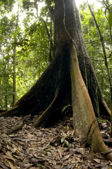 Framed Print : A buttressed tree trunk - in primary rainforest Framed Print : A buttressed tree trunk - in primary rainforest