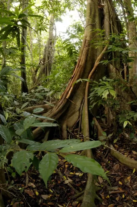 Framed Print : A buttressed tree trunk, typical in rainforest Framed Print : A buttressed tree trunk, typical in rainforest