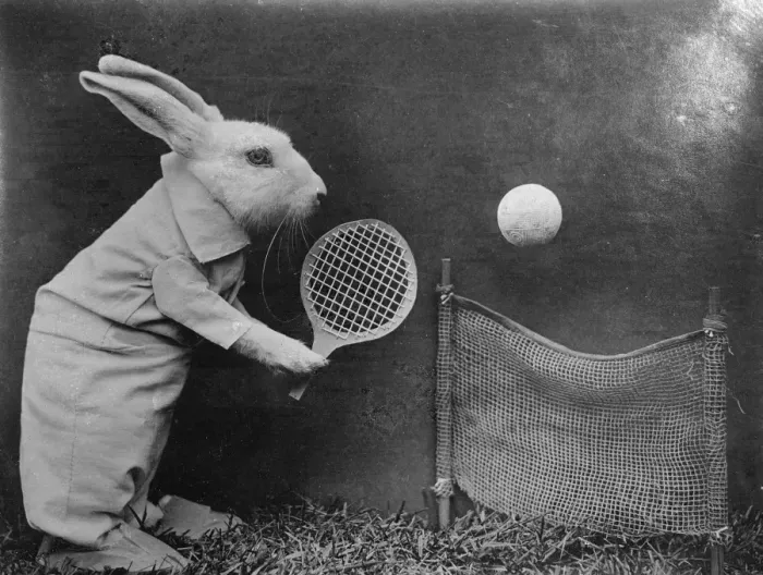 Framed Print : Buuny Tennis Framed Print : Buuny Tennis