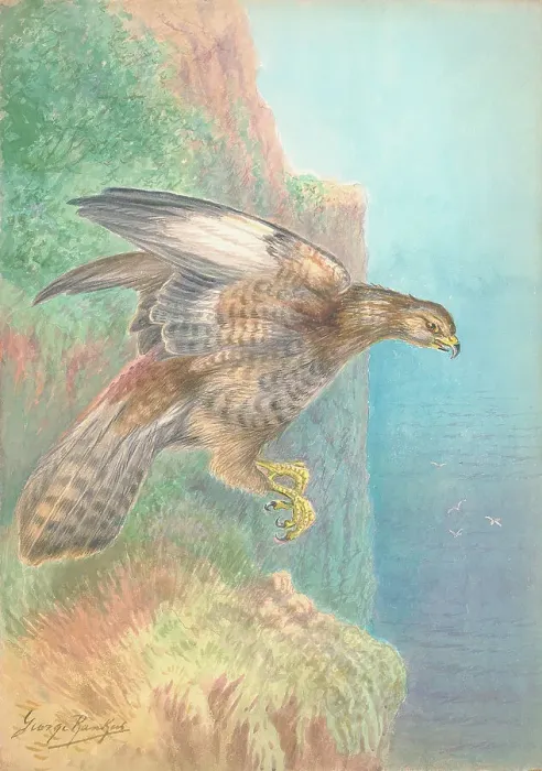 Framed Print : Buzzard by George Rankin Framed Print : Buzzard by George Rankin
