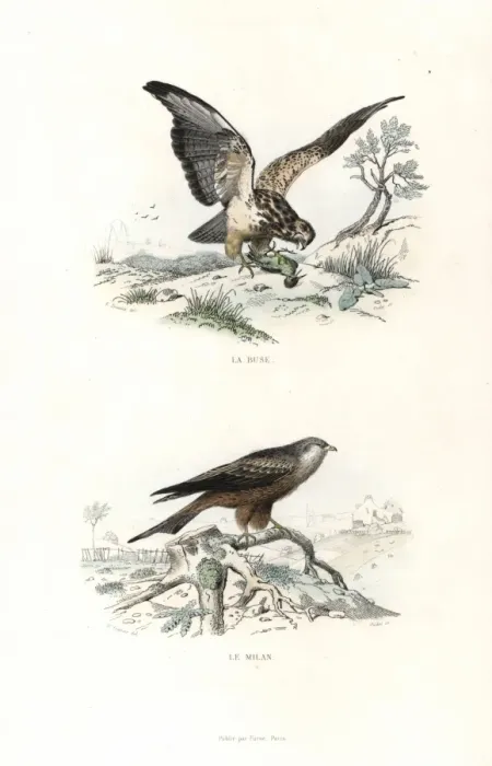 Framed Print : Buzzard and red kite Framed Print : Buzzard and red kite