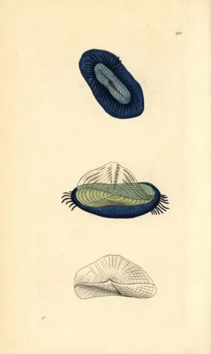 Framed Print : By-the-wind sailor, little sail, Velella velella Framed Print : By-the-wind sailor, little sail, Velella velella