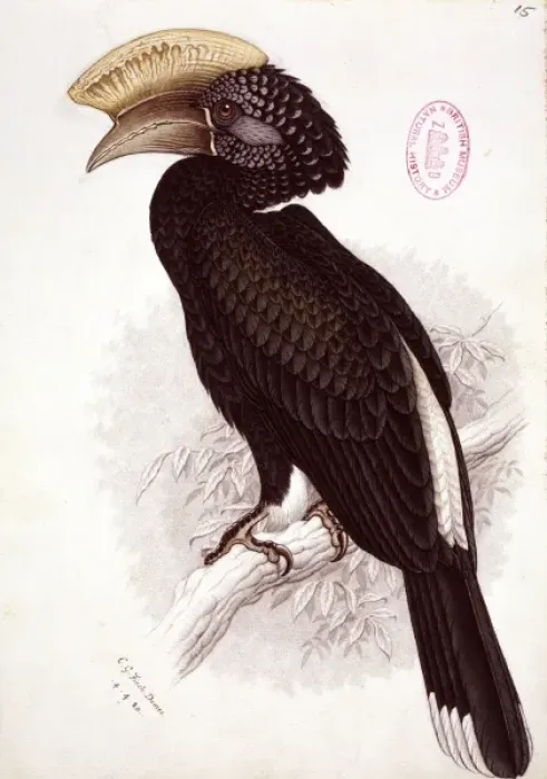 Framed Print : Bycanistes brevis, silvery-cheeked hornbill Framed Print : Bycanistes brevis, silvery-cheeked hornbill