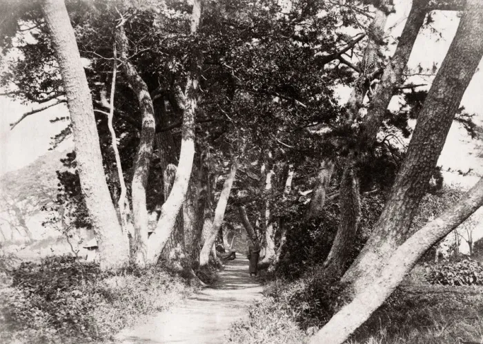 Framed Print : c. 1871 Japan - avenue of trees at Homoko (Honmoku?) - from The Far East magazine Framed Print : c. 1871 Japan - avenue of trees at Homoko (Honmoku?) - from The Far East magazine