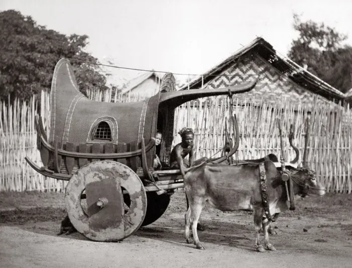 Framed Print : c. 1880 India or Burma - bullock cart and driver Framed Print : c. 1880 India or Burma - bullock cart and driver