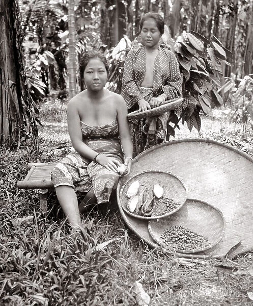 c. 1880 South East Asia - women harvesting coffee (?) beans Batavia Indonesia