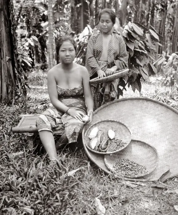 Framed Print : c. 1880 South East Asia - women harvesting coffee (?) beans Batavia Indonesia Framed Print : c. 1880 South East Asia - women harvesting coffee (?) beans Batavia Indonesia