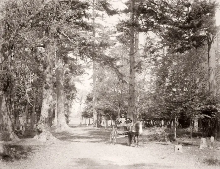 Framed Print : c. 1880s - Beacon Hill Park, Victoria, British Columbia, Canada