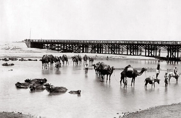 c. 1880s Egypt Cairo - camel train crossing a river