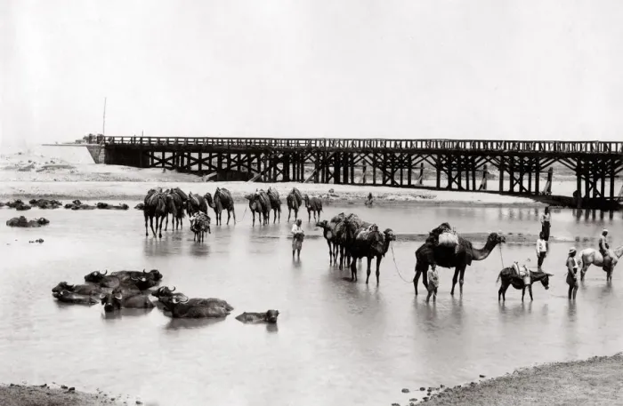 Framed Print : c. 1880s Egypt Cairo - camel train crossing a river Framed Print : c. 1880s Egypt Cairo - camel train crossing a river