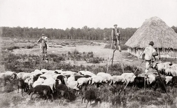 Framed Print : c. 1880s - France - French shepherds on stilts Framed Print : c. 1880s - France - French shepherds on stilts