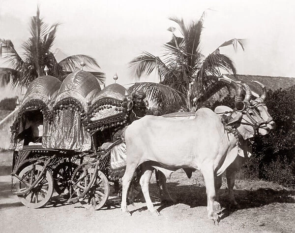 c. 1880s India - cattle, bullock cart