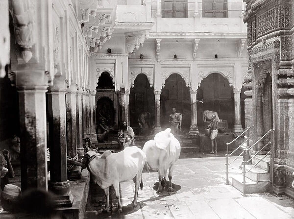 c. 1880s India cows in a courtyard Benares Varanasi?