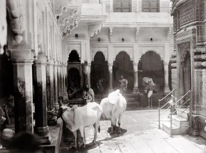 Framed Print : c. 1880s India cows in a courtyard Benares Varanasi? Framed Print : c. 1880s India cows in a courtyard Benares Varanasi?