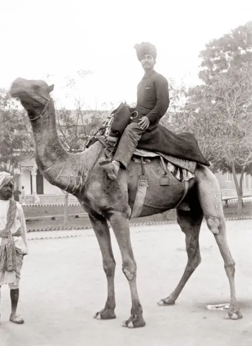 Framed Print : c. 1880s India - man in a turban riding on a camel