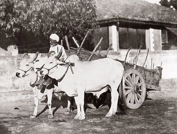 c. 1880s India - ox or cattle cart
