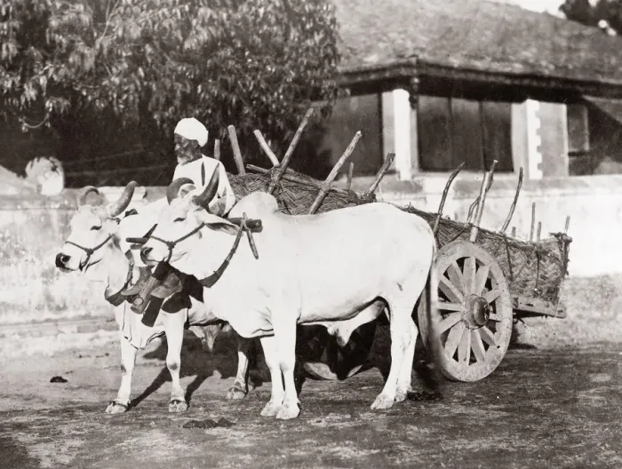 Framed Print : c. 1880s India - ox or cattle cart Framed Print : c. 1880s India - ox or cattle cart