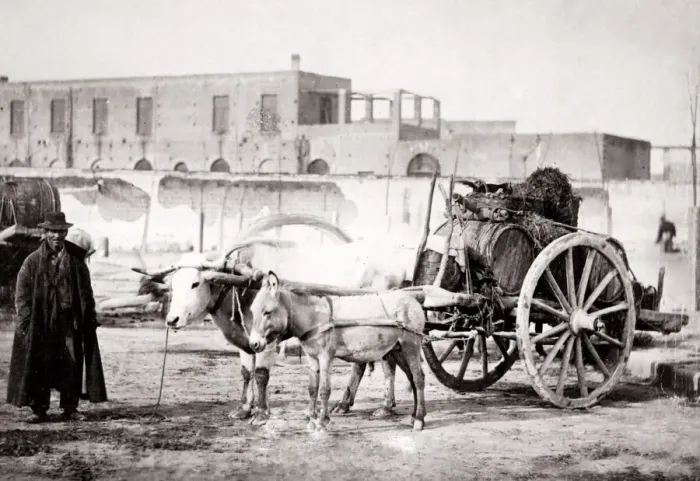 Framed Print : c. 1880s Italy - man with ox cart and wine barrels Framed Print : c. 1880s Italy - man with ox cart and wine barrels